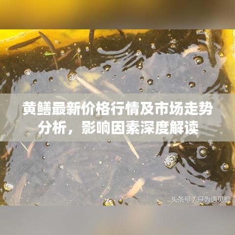 黃鱔最新價格行情及市場走勢分析，影響因素深度解讀