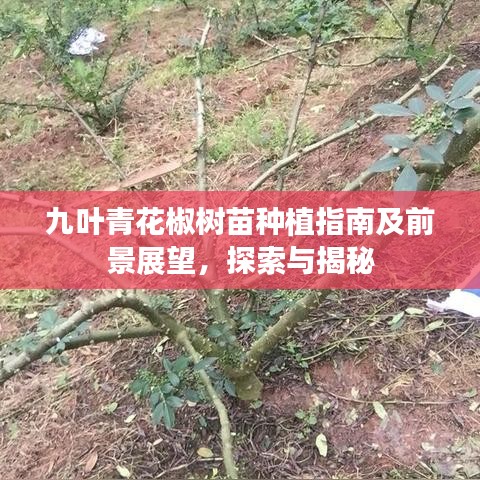 九葉青花椒樹苗種植指南及前景展望，探索與揭秘