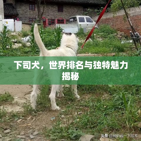 下司犬，世界排名與獨特魅力揭秘