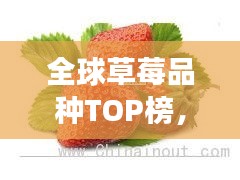 全球草莓品種TOP榜，十大草莓品種爭奇斗艷！