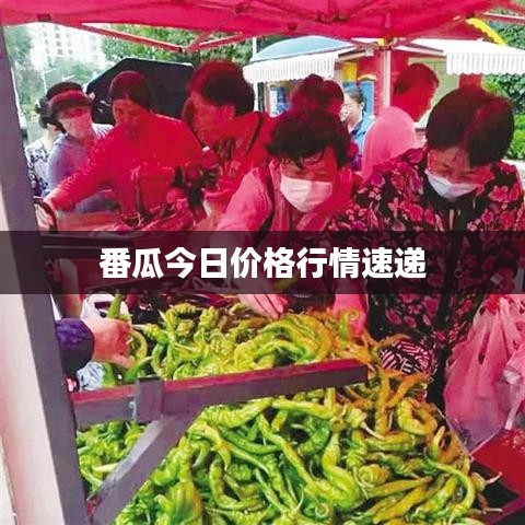 番瓜今日價格行情速遞