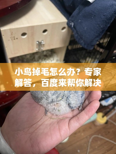 小鳥掉毛怎么辦?專家解答,百度來幫你解決疑惑!
