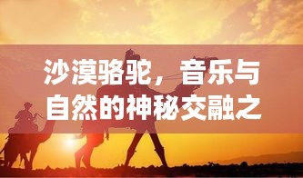 沙漠駱駝,音樂與自然的神秘交融之旅