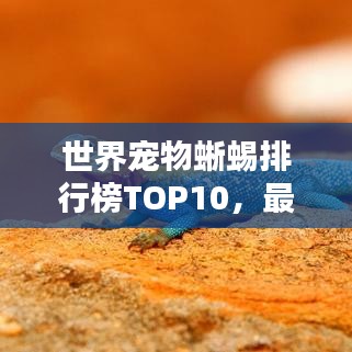 世界寵物蜥蜴排行榜TOP10,最受歡迎的寵物蜥蜴盤點