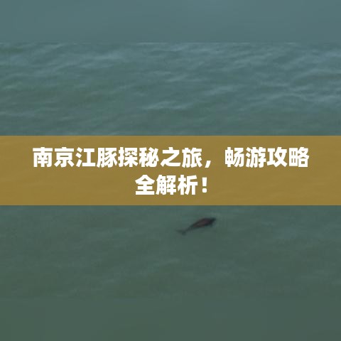 南京江豚探秘之旅，暢游攻略全解析！