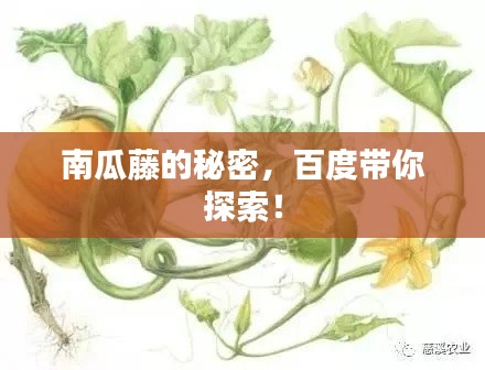 南瓜藤的秘密,百度帶你探索!
