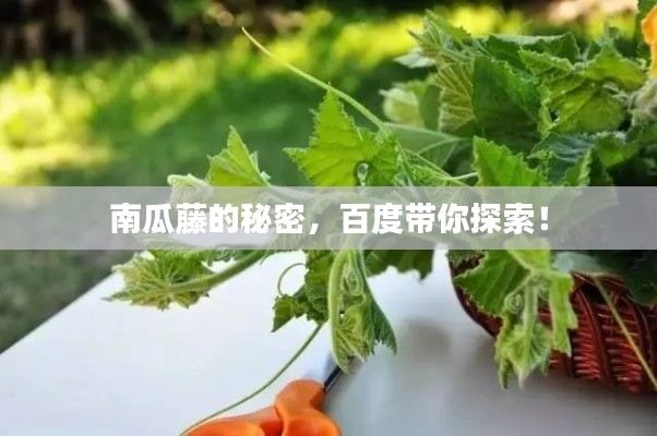 南瓜藤的秘密,百度帶你探索!