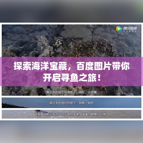 探索海洋寶藏，百度圖片帶你開啟尋魚之旅！