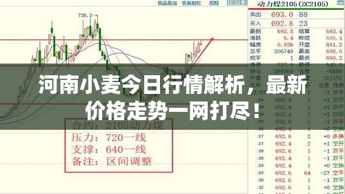 河南小麥今日行情解析，最新價格走勢一網打盡！