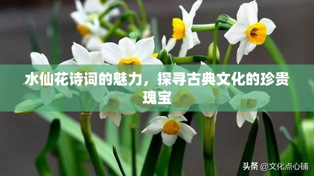 水仙花詩詞的魅力,探尋古典文化的珍貴瑰寶