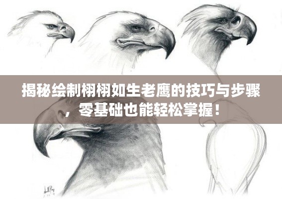 揭秘繪制栩栩如生老鷹的技巧與步驟,零基礎(chǔ)也能輕松掌握!