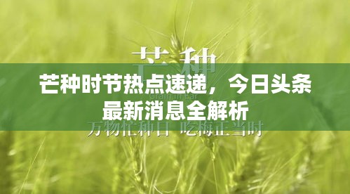 芒種時(shí)節(jié)熱點(diǎn)速遞，今日頭條最新消息全解析