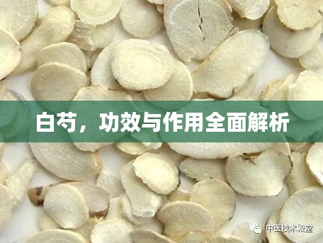 白芍，功效與作用全面解析