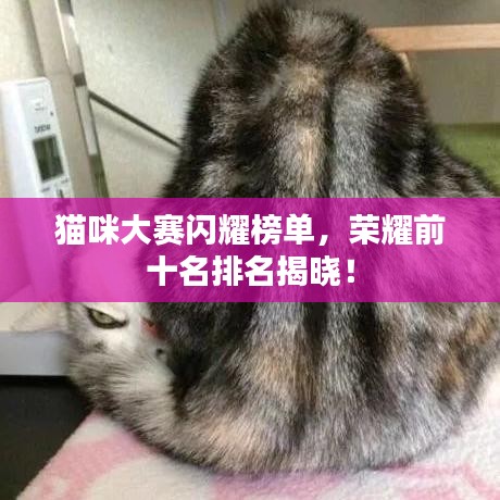 貓咪大賽閃耀榜單,榮耀前十名排名揭曉!