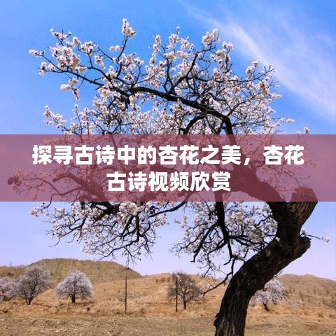 探尋古詩中的杏花之美,杏花古詩視頻欣賞