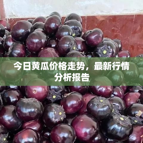 今日黃瓜價格走勢,最新行情分析報告