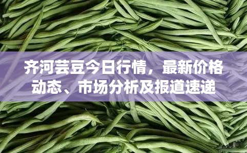 齊河蕓豆今日行情,最新價格動態(tài)、市場分析及報道速遞