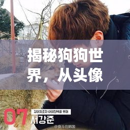 揭秘狗狗世界,從頭像圖片開啟的奇妙探險之旅