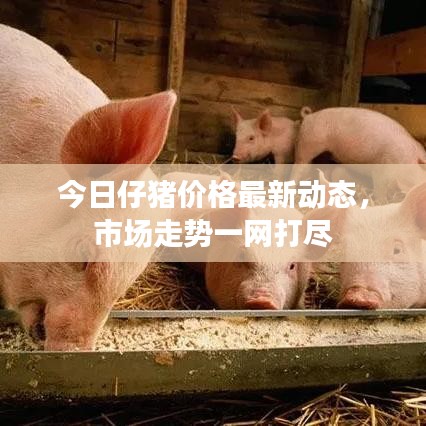 今日仔豬價(jià)格最新動(dòng)態(tài),市場(chǎng)走勢(shì)一網(wǎng)打盡