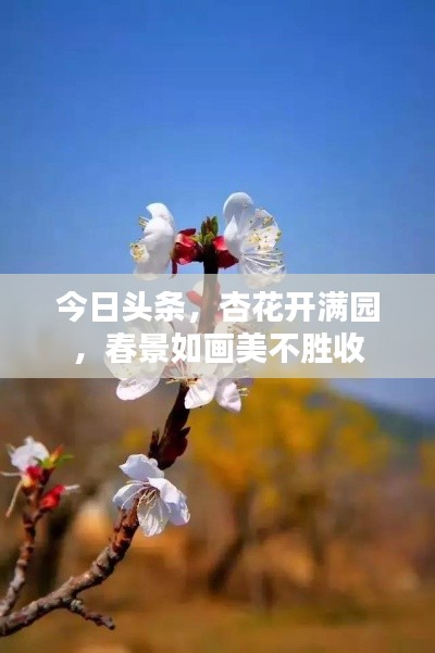 今日頭條，杏花開滿園，春景如畫美不勝收