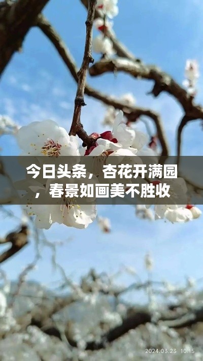 今日頭條,杏花開滿園,春景如畫美不勝收