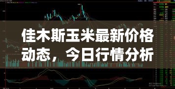 佳木斯玉米最新價格動態(tài)，今日行情分析與市場趨勢解讀