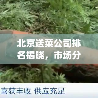 北京送菜公司排名揭曉，市場分析與趨勢解讀