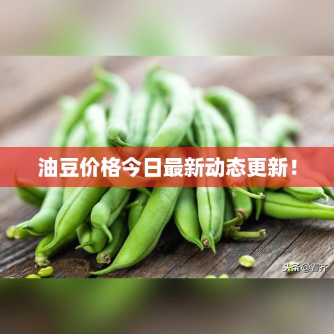 油豆價格今日最新動態更新!