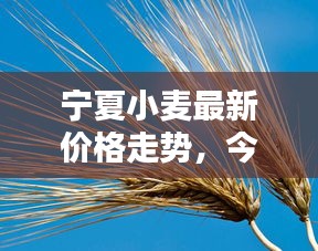 寧夏小麥最新價格走勢，今日行情動態速遞