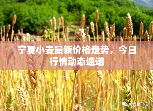 寧夏小麥最新價格走勢,今日行情動態速遞