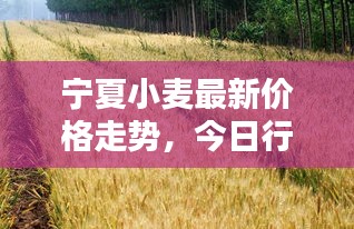 寧夏小麥最新價格走勢,今日行情動態速遞