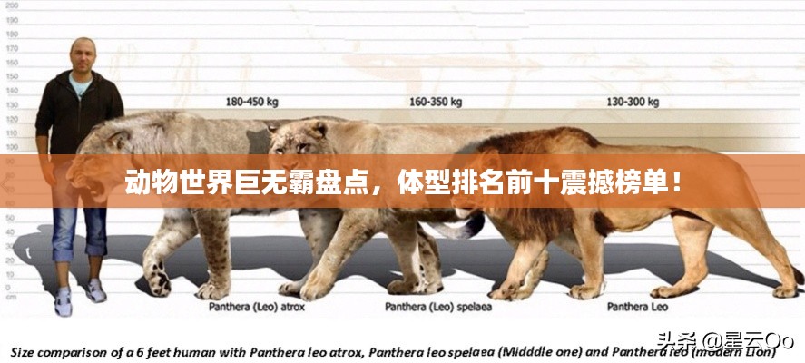 動物世界巨無霸盤點,體型排名前十震撼榜單!