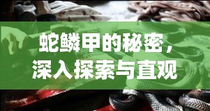 蛇鱗甲的秘密,深入探索與直觀展示揭秘
