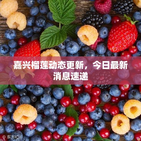 嘉興榴蓮動(dòng)態(tài)更新，今日最新消息速遞