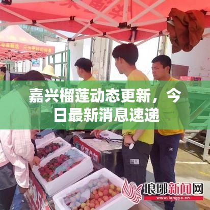 嘉興榴蓮動(dòng)態(tài)更新,今日最新消息速遞