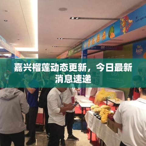嘉興榴蓮動(dòng)態(tài)更新,今日最新消息速遞