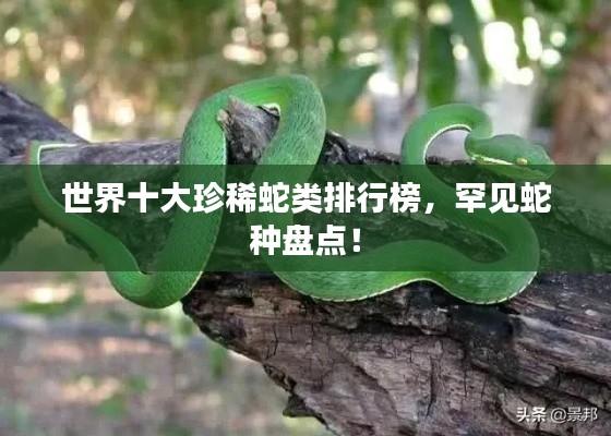 世界十大珍稀蛇類排行榜，罕見蛇種盤點！