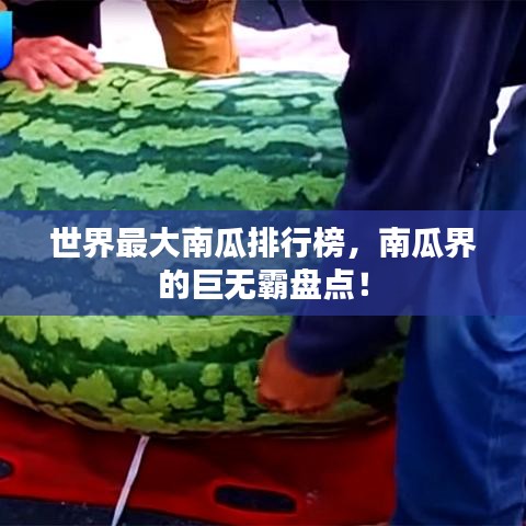 世界最大南瓜排行榜,南瓜界的巨無霸盤點!