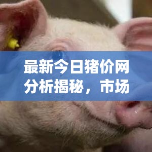 最新今日豬價網分析揭秘，市場動態一目了然