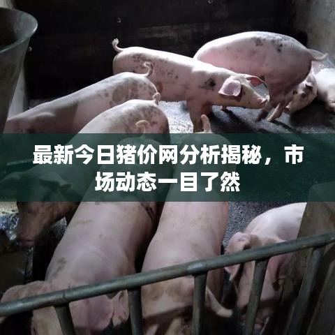 最新今日豬價網分析揭秘,市場動態一目了然