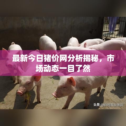 最新今日豬價網分析揭秘,市場動態一目了然