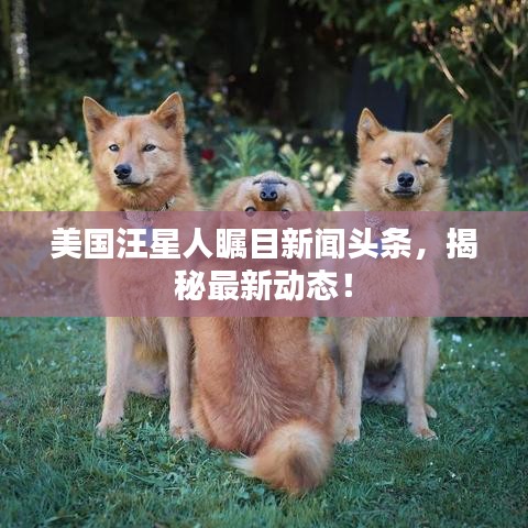 美國汪星人矚目新聞頭條，揭秘最新動態！