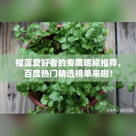 榴蓮愛好者的專屬昵稱推薦,百度熱門精選榜單來啦!