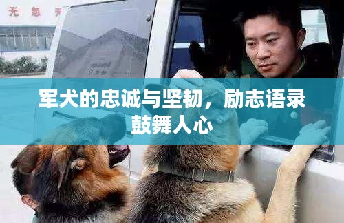 軍犬的忠誠與堅韌,勵志語錄鼓舞人心