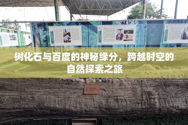 樹化石與百度的神秘緣分，跨越時空的自然探索之旅