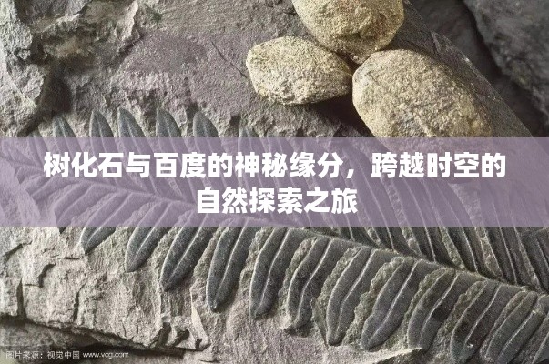 樹化石與百度的神秘緣分,跨越時空的自然探索之旅
