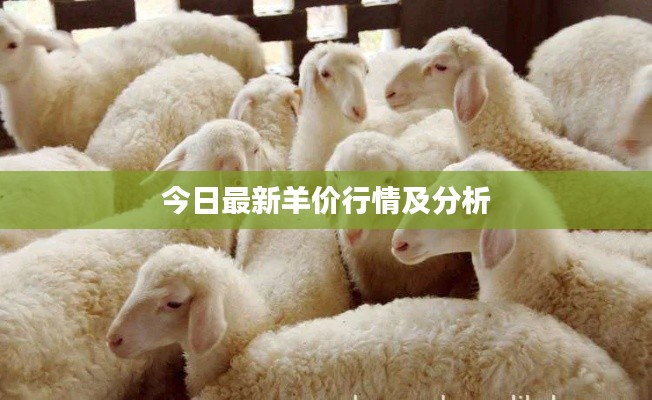 今日最新羊價(jià)行情及分析