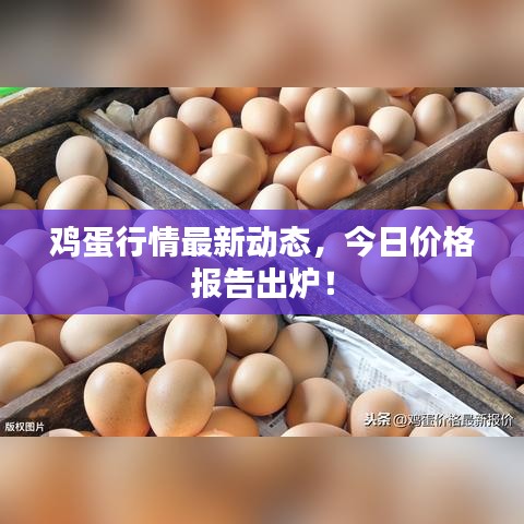 雞蛋行情最新動態,今日價格報告出爐!