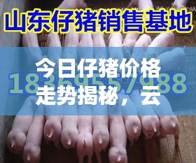 今日仔豬價格走勢揭秘，云南市場最新動態一網打盡