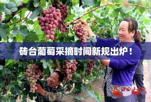 磚臺葡萄采摘時間新規出爐!